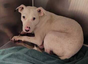 McCartney -  Pit Bull Terrier and Mixed Breed Dog for Adoption in Kansas City, Missouri - McCartney | PetCurious