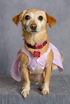 Cherokee -  Chiweenie and Chihuahua Dog for Adoption in Covington, Washington - Cherokee | PetCurious