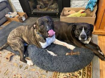 Fletch -  Pit Bull Terrier Dog for Adoption in Ventura, California - Fletch | PetCurious