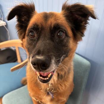 Tate 14306 -  Shepherd and Collie Dog for Adoption in San Francisco, California - Tate 14306 | PetCurious