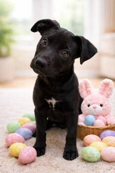 Black Labrador Retriever Dogs Available for Adoption in Douglas, Massachusetts - Macie  | PetCurious