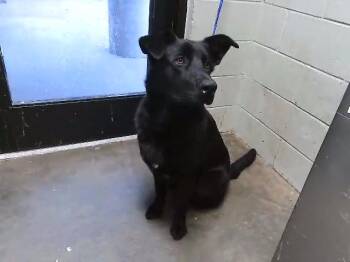 LEO -  German Shepherd Dog and Mixed Breed Dog for Adoption in Tulsa, Oklahoma - LEO | PetCurious