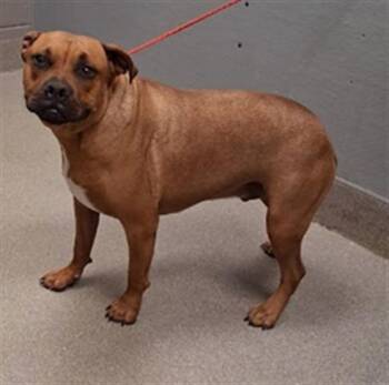 Rescue Pit Bull Terrier Dogs for Adoption in Las Vegas, Nevada - GORDO | PetCurious