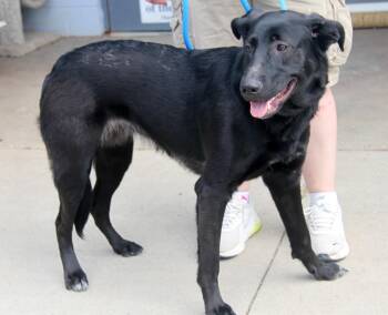 Rescue Black Labrador Retriever Dogs for Adoption in Marietta, Ohio - Helen | PetCurious