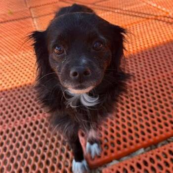 Chihuahua Dogs Available for Adoption in Bethel, Connecticut - Blueche | PetCurious