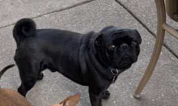 Charlie -  Pug Dog for Adoption in Tracy, California - Charlie | PetCurious
