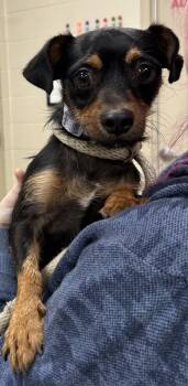 Rescue Chihuahua and Dachshund Dogs for Adoption in Fishers, Indiana - Nino | PetCurious