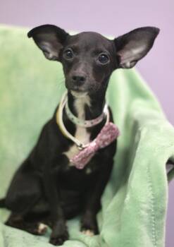Sage Riot in NH. Come Meet our Adoptable Dogs Wednesday-Saturday -  Chihuahua Dog for Adoption in Manchester, New Hampshire - Sage Riot In NH. Come Meet Our Adoptable Dogs Wednesday-Saturday | PetCurious