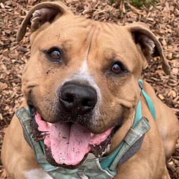 Rescue Mixed Breed Dogs for Adoption in Decatur, Georgia - Curly Fry | PetCurious