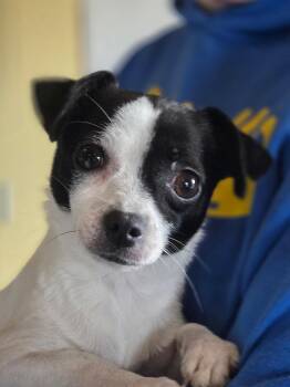 Rat Terrier and Chihuahua Dogs Available for Adoption - Ethel  | PetCurious