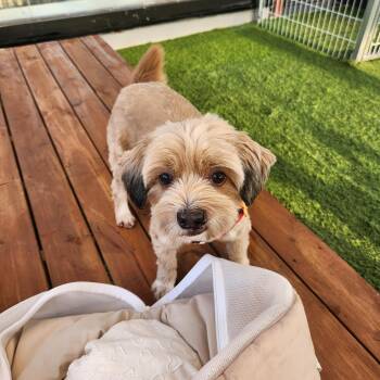 Maltese Dogs Available for Adoption in Johns Creek, Georgia - COLA | PetCurious
