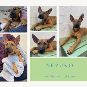 Rescue Shepherd and Mixed Breed Dogs for Adoption in Melbourne, Kentucky - Nezuko | PetCurious