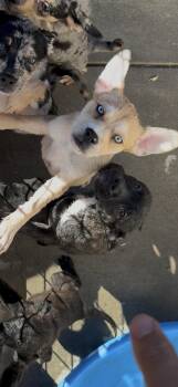 Juneau -  Husky and Siberian Husky Dog for Adoption in Discovery Bay, California - Juneau | PetCurious