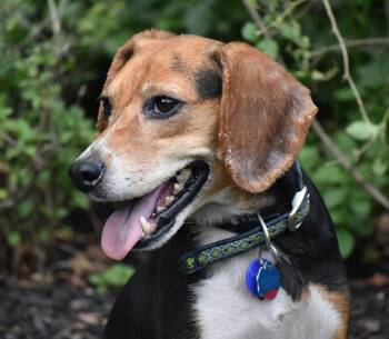 Dorthy Jane- Foster to Adopt -  Beagle Dog for Adoption in Wood Dale, Illinois - Dorthy Jane- Foster To Adopt | PetCurious