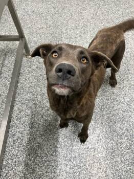 Pennzoil -  Labrador Retriever and Mixed Breed Dog for Adoption in Mustang, Oklahoma - Pennzoil | PetCurious