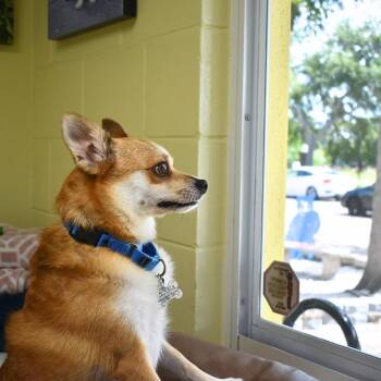 Georgie -  Chihuahua Dog for Adoption in St. Petersburg, Florida - Georgie | PetCurious