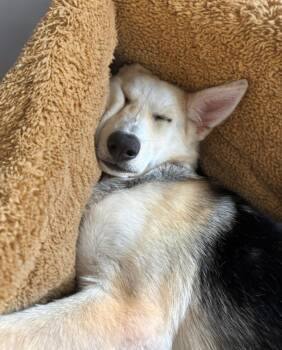Chikis -  German Shepherd Dog and Siberian Husky Dog Available for Adoption in Sumter, South Carolina - Chikis | PetCurious