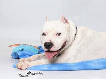 REMY -  American Bulldog and Mixed Breed Dog for Adoption in Omaha, Nebraska - REMY | PetCurious