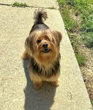 Yorkshire Terrier Dogs Available for Adoption in Salamanca, New York - Harper | PetCurious