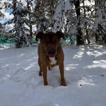 Mason -  Terrier and Mixed Breed Dog for Adoption in Brainerd, Minnesota - Mason | PetCurious