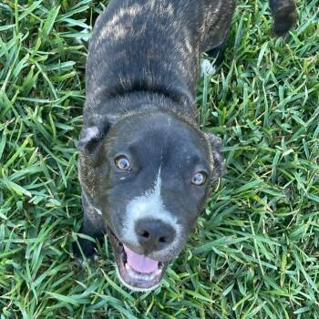 Mac -  American Staffordshire Terrier Dog for Adoption in Austin, Texas - Mac | PetCurious