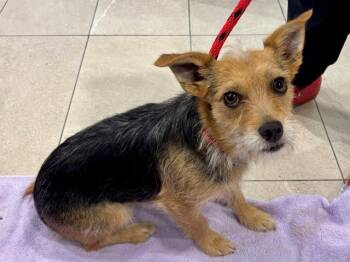 CHIKIS -  Mixed Breed Dog for Adoption in Rowlett, Texas - CHIKIS | PetCurious
