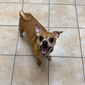 Prada -  Chihuahua Dog for Adoption in Pekin, Illinois - Prada | PetCurious
