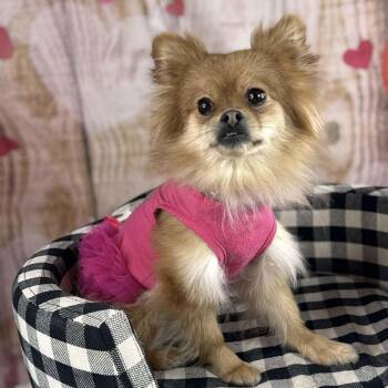 Pomeranian Dogs Available for Adoption - Panda | PetCurious