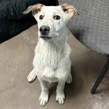 Cattle Dog Dogs Available for Adoption in Flagstaff, Arizona - Kiki | PetCurious