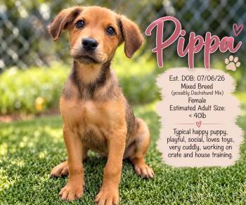 PIPPA -  Mixed Breed and Dachshund Dog for Adoption in Evans, Georgia - PIPPA | PetCurious