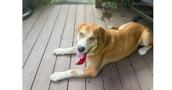 Rescue Labrador Retriever and Coonhound Dogs for Adoption in Naperville, Illinois - Tiny Tim | PetCurious