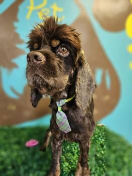 Rescue Cocker Spaniel Dogs for Adoption in Austin, Texas - Hayden | PetCurious