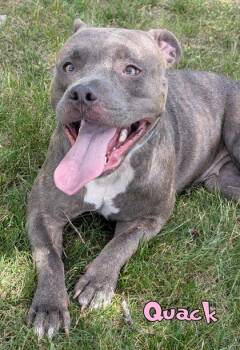 Quack -  Pit Bull Terrier and Mixed Breed Dog for Adoption in Mason, Michigan - Quack | PetCurious