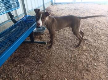 Gunner -  Pit Bull Terrier Dog for Adoption in North Little Rock, Arkansas - Gunner | PetCurious