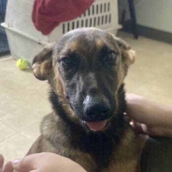 Rescue Shepherd and Mixed Breed Dogs for Adoption in Hohenwald, Tennessee - Sitka/Dega | PetCurious