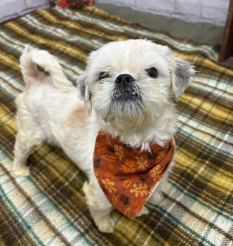 Rescue Maltese and Mixed Breed Dogs for Adoption in Oxford, Michigan - Leo | PetCurious