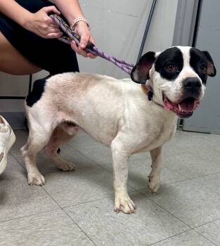 Rescue Pit Bull Terrier Dogs for Adoption in Sorrento, Louisiana - Skeeter | PetCurious