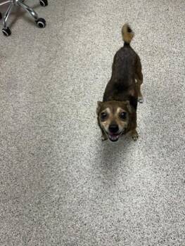 Chi-chi -  Chihuahua and Mixed Breed Dog for Adoption in Conway, Arkansas - Chi-chi | PetCurious