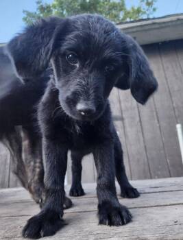 Eclipse -  Retriever and Poodle Dog for Adoption in Cheektowaga, New York - Eclipse | PetCurious