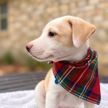 Frank-N-Furter -  Retriever and Terrier Dog for Adoption in Boerne, Texas - Frank-N-Furter | PetCurious