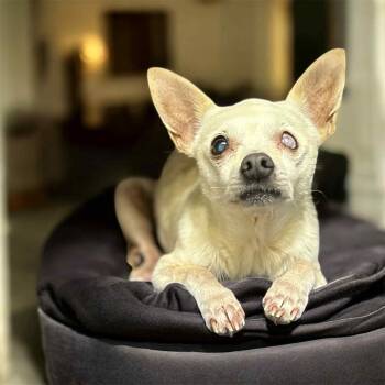 Rescue Chihuahua Dogs for Adoption in Anderson, South Carolina - Tank Jr. | PetCurious