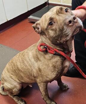 Annabelle -  Pit Bull Terrier Dog for Adoption in Salisbury, Maryland - Annabelle | PetCurious