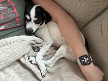 Ryla -  Chihuahua and Jack Russell Terrier Dog for Adoption in Denver, Colorado - Ryla | PetCurious