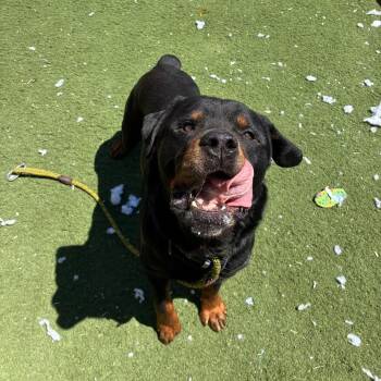 Rottweiler Dogs Available for Adoption in St. Louis, Missouri - Yelverton/CHIEF | PetCurious