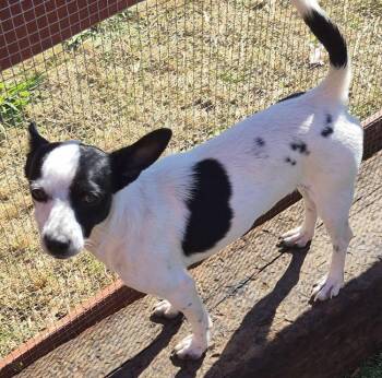 Rescue Chihuahua Dogs for Adoption in Carrollton, Texas - Estella | PetCurious