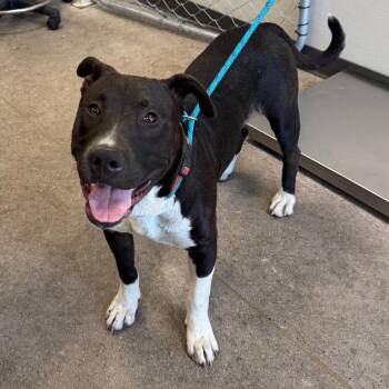110694 -  Mixed Breed Dog for Adoption in Las Cruces, New Mexico - 110694 | PetCurious