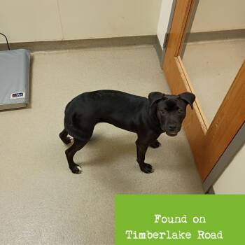 Mixed Breed Dogs Available for Adoption in Roanoke, Virginia - Constanza | PetCurious
