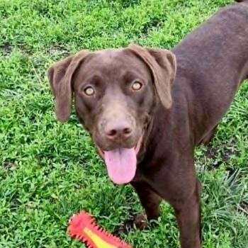 Chocolate Labrador Retriever Dogs Available for Adoption in Rushville, Illinois - Kona | PetCurious
