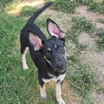 McIntosh AL -  Australian Kelpie Dog for Adoption in Austin, Texas - McIntosh AL | PetCurious
