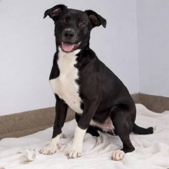 Pit Bull Terrier Dogs Available for Adoption in South Elgin, Illinois - Sidney | PetCurious